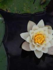 Becoming a solitary 