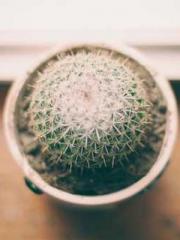 lt;lt;lt;Cultivation